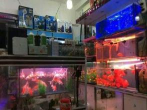  圆艺店图片 水族用品店