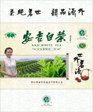  安吉白茶的由来传说 世外茗源安吉白茶“茶画会”启幕