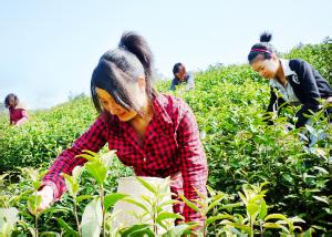  走俏 安吉白茶升温，世外茗源走俏江苏