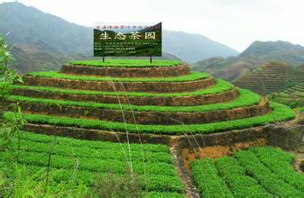  安溪铁观音 《安溪铁观音》序三 我的田野地——安溪