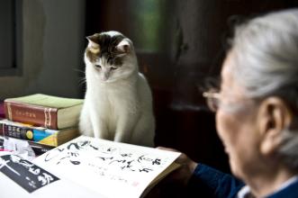  家居活动主题 老郎的猫主题家居店