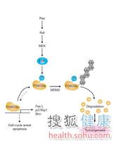  长寿基因检测 日式管理中的长寿基因