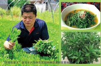  南京芦蒿种植区域在哪 南京“芦蒿大王”张志平的财富经