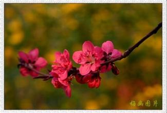  俞敏洪：花儿在不同的季节开放