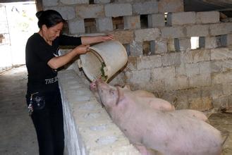  煮酒探西游 唐成云的创业故事：昔日打工妹 今朝煮酒师