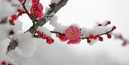  踏雪寻梅小品 踏雪寻梅