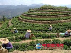  研发困局 铁观音秋茶陷困局　各地市场反响不一