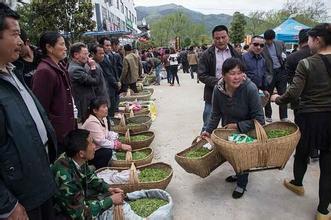  采茶姑娘上茶山 2014年怎样卖茶？先读《指点茶山》！