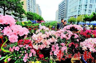  村花的北宋市井生活 花市人的买卖经