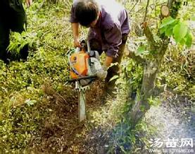  大树移栽生根剂 大树冻土移栽技术