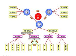  免疫力：组织系统