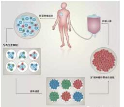  干细胞治疗的骗局 干细胞治疗时代到来