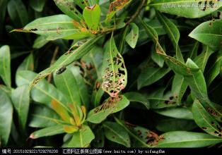  花卉病虫害识别及防治 宜川县果树病虫害发生特点及防治策略