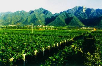  秦岭北麓 秦岭北麓农业示范区新格局　拟建葡萄酒加工基地