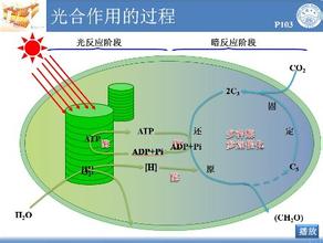  互联网 概念 “概念着手、学科互联、过程呼应”对比法在高中生物教学中的运用