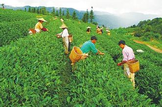  北京男子屡遭妻子殴打 对普洱茶屡遭炒作的反思