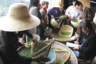  春茶 春茶上市，卖茶不要“泰囧”