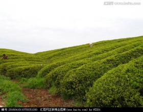  远卓管理顾问公司 大宗茶上升，远卓决定推出《指点茶山》