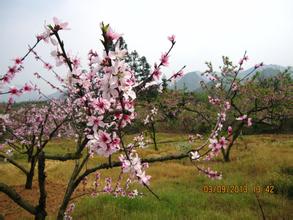  青山桃花2013 红颜劫 2013，桃花怎么开？