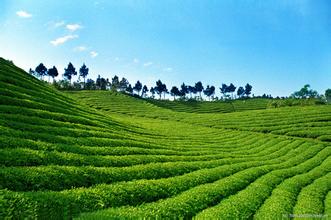  指点茶山之：湖北茶叶迎来千载良机