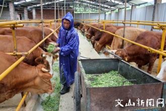  牛鼻子炒股软件 牵住渠道的牛鼻子，厂家就能拴住经销商