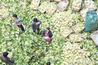  茶叶伤胃吗 从“菜贱伤农”看茶叶隐忧