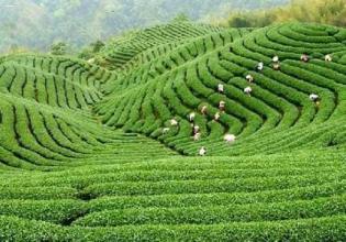  茶园面积 茶园面积激增，更需“茶翅高飞”