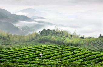  打造服务型政府 打造茶叶品牌，地方政府需11问