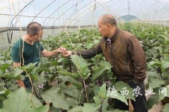  蔬菜种植 如果开个蔬菜种子供应及其种植技术的指导店如何？