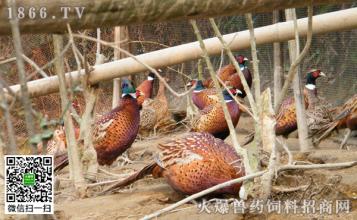  野鸡养殖场 农村特种养殖（野鸡，猪，等）到底有没有那么的赚钱还是吹嘘？