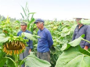  农民致富机械 没有资金的农民，种什么可以致富？