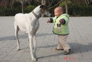  初生牛犊不怕虎 英文 初生牛犊，想开个网店，具体怎么慢慢做才好