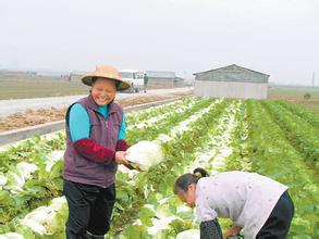  甘肃省电子商务交易额 甘肃农民互联网“卖菜” 四年交易额超230亿元