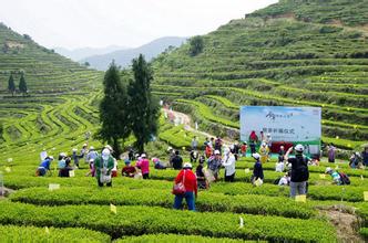  世外茗源：好茶来自好基地