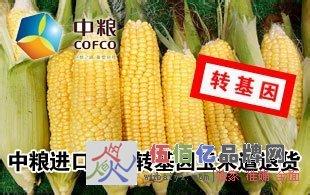  转基因玉米的鉴别图片 中粮进口6万吨美国转基因玉米 安全性引担忧