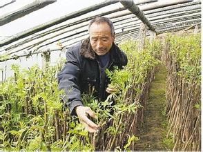  无土栽培香椿芽 无土种植香椿芽 致富好项目