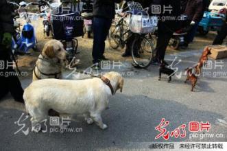  物联网市场潜力巨大 宠物生意市场潜力巨大