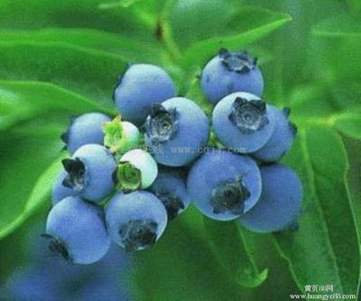 蓝莓是什么植物长出来的：细说蓝莓的营养价值