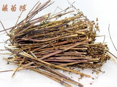 藏茵陈 藏茵陈-功效，藏茵陈-藏茵陈的特性