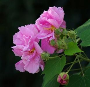 芙蓉花 难忘芙蓉花