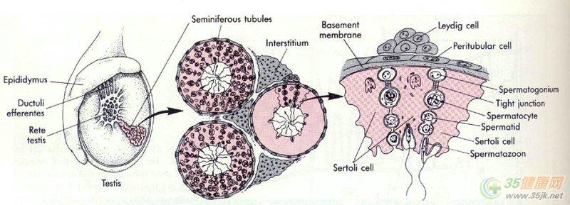 睾丸萎缩还能生精吗 睾丸 睾丸-简介，睾丸-生精