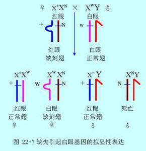 罗伯逊易位 罗伯逊易位-命名，罗伯逊易位-基本介绍