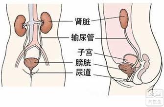 尿路感染 尿路感染-概述，尿路感染-临床表现