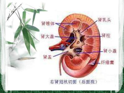 肾上腺肿瘤 肾上腺肿瘤-症状体征，肾上腺肿瘤-治疗方法