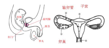 性器官 性器官-简介，性器官-生理作用