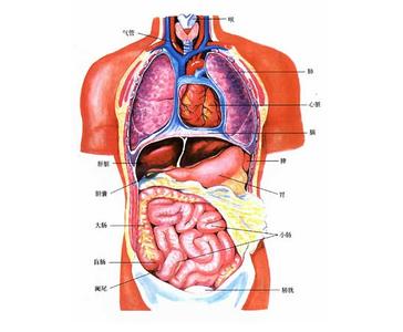 人体器官 人体器官-骨骼系统，人体器官-肌肉系统