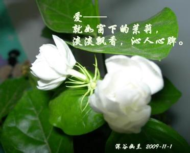 爱如茉莉作文400字 爱如茉莉作文400