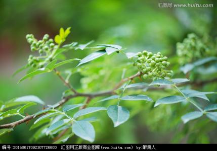 花椒 植物  花椒 植物 -入药部位，花椒 植物 -简要介绍