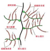 透明质酸 透明质酸-主要成分，透明质酸-名称