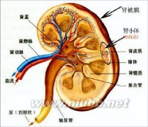 肾炎 肾炎-概述，肾炎-分类